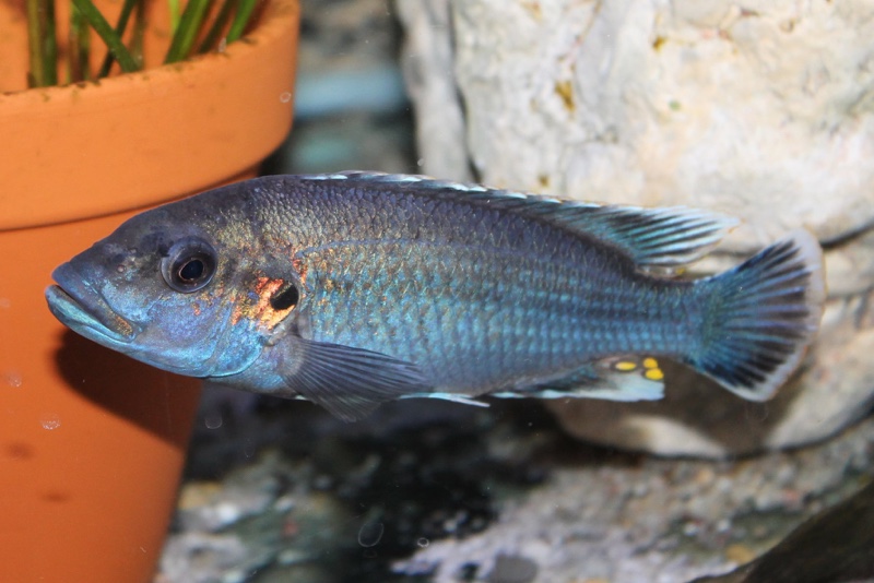 Melanochromis lepidiadaptes 'Makanjila Point'